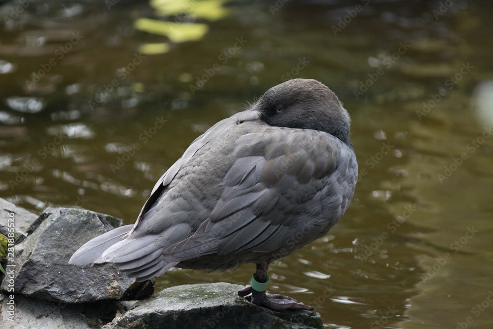 Whio Blue Duck Endemic to New Zealand Whio Blue Duck Endemic to New Zealand