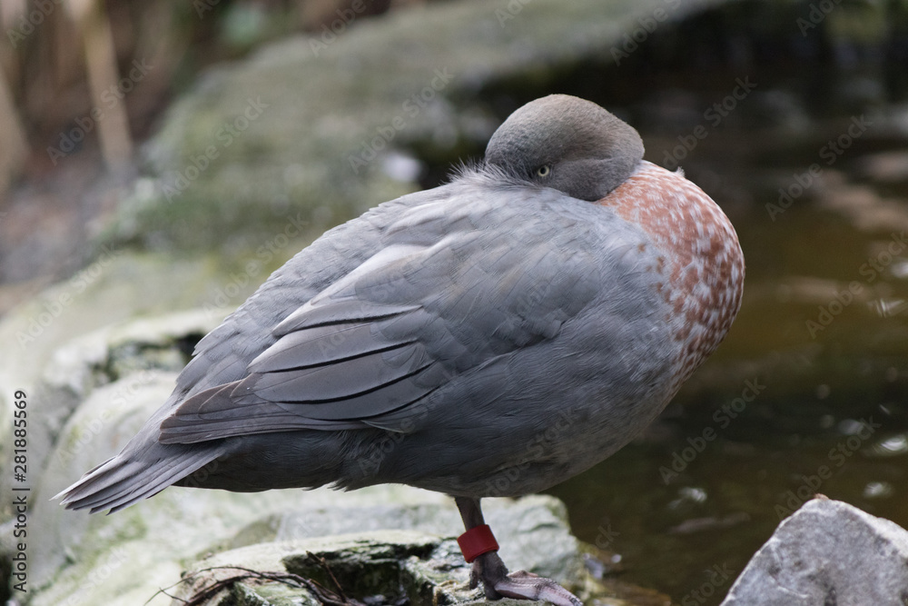 Fototapeta premium Whio Blue Duck Endemic to New Zealand