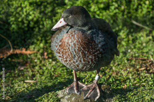 Whio Blue Duck Endemic to New Zealand
