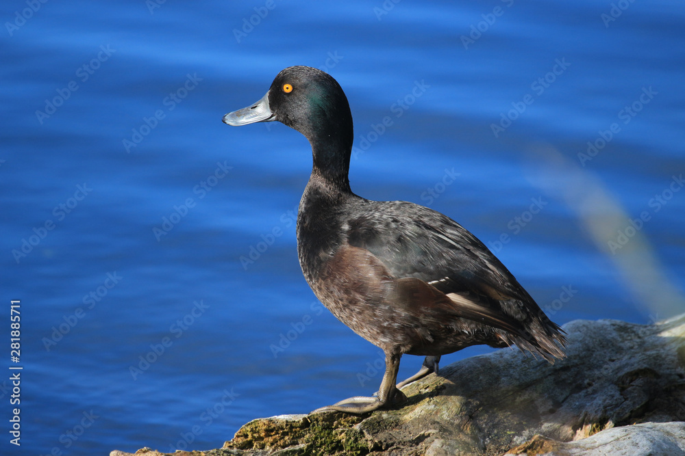Fototapeta premium Scaup New Zealand Endemic Duck