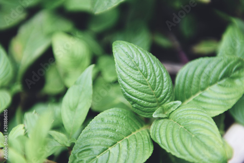 Mint leaves growing in the vegetable garden plant for herbs and food