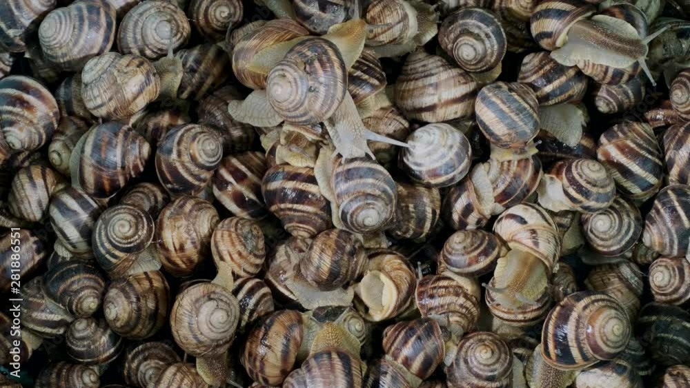 Background of live garden snails. Top view – 4K / 60fps Background of live garden snails. Top view – 4K / 60fps