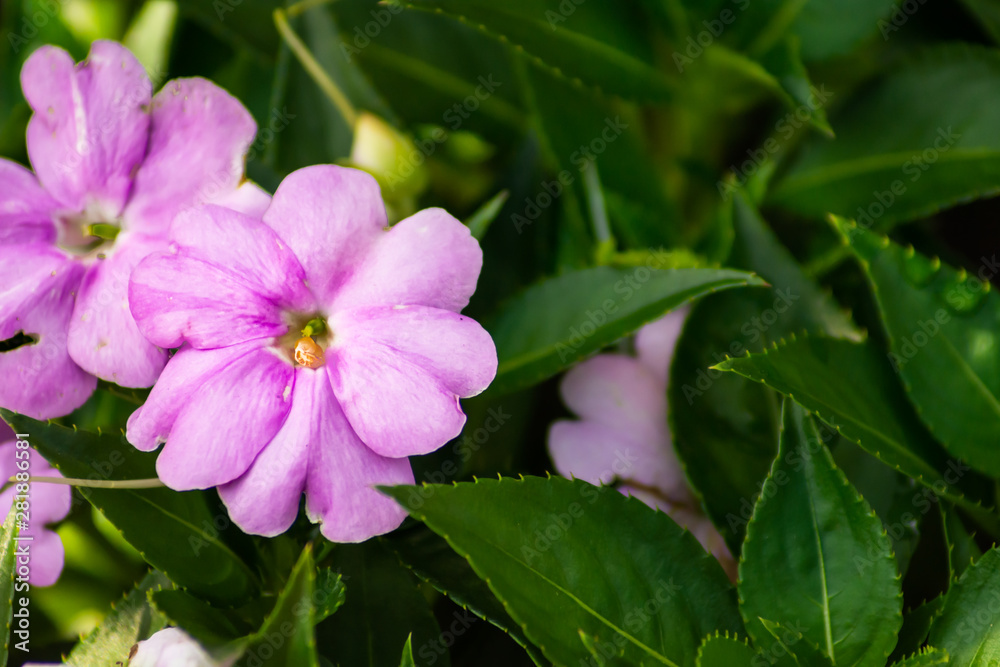 Pink Flowers over Green Leaves Pink Flowers over Green Leaves