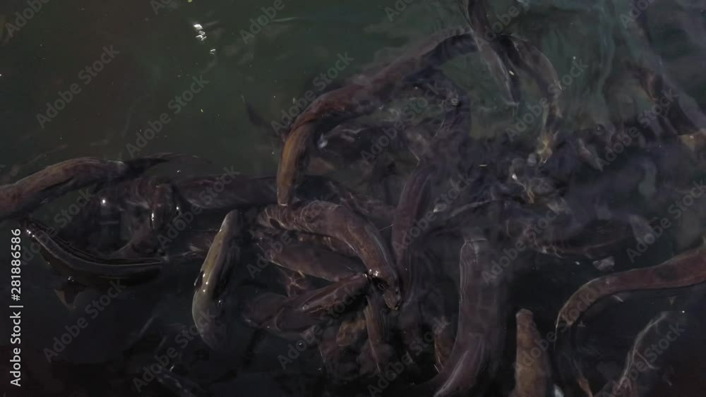Slow motion of eels feeding Slow motion of eels feeding