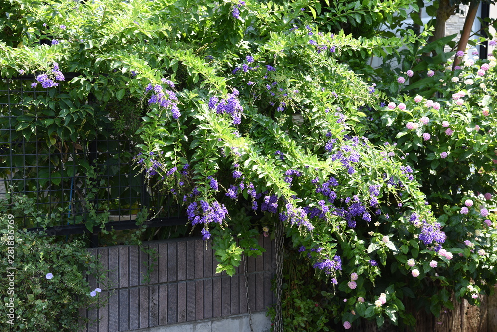 Duranta is a tropical flower that blooms in small clusters of blue-purple small flowers in summer. Duranta is a tropical flower that blooms in small clusters of blue-purple small flowers in summer.