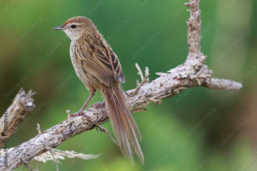 Fernbird Endemic Bush Bird of New Zealand Fernbird Endemic Bush Bird of New Zealand