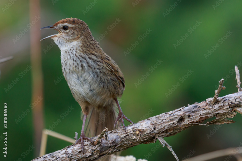 Fernbird Endemic Bush Bird of New Zealand