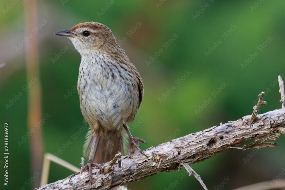 Fernbird Endemic Bush Bird of New Zealand Fernbird Endemic Bush Bird of New Zealand