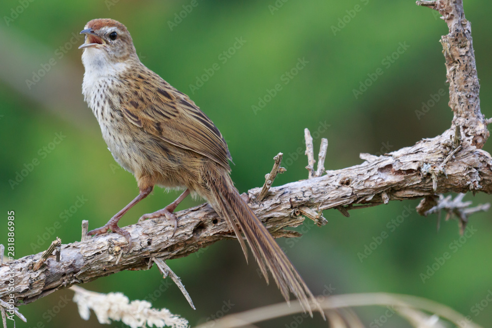 Fernbird Endemic Bush Bird of New Zealand Fernbird Endemic Bush Bird of New Zealand