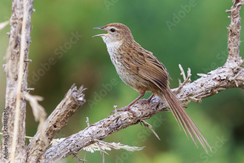 Fernbird Endemic Bush Bird of New Zealand