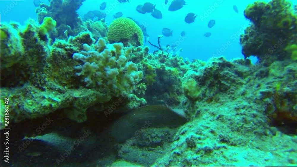 Brown Tang mating behavior, Eilat, Israel Brown Tang mating behavior, Eilat, Israel