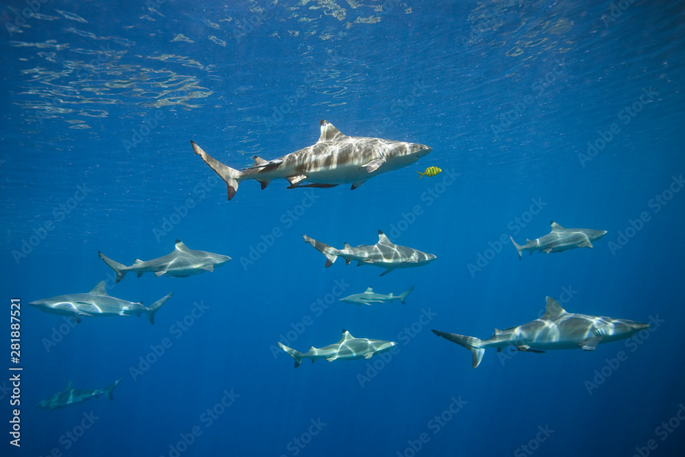 Obraz premium School of blacktip and grey reef sharks