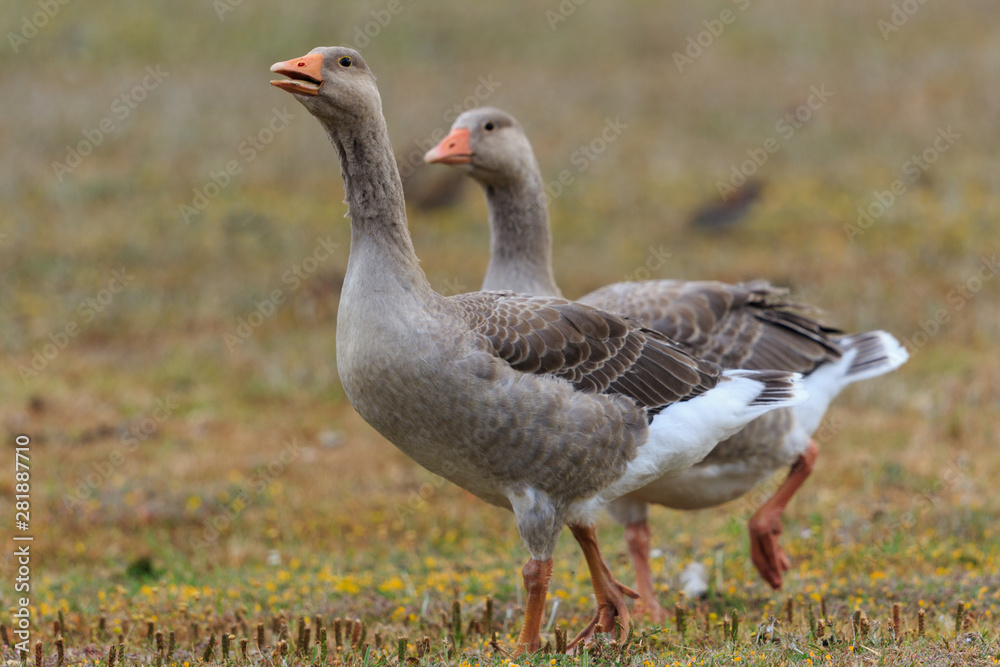 Greylag Goose Greylag Goose