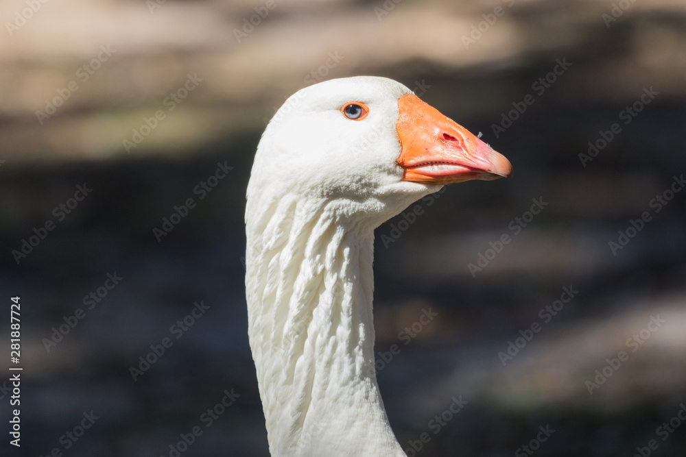 Greylag Goose