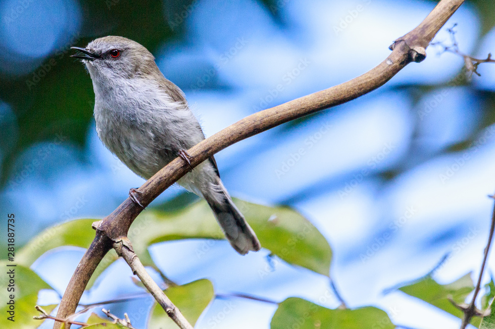 Grey Warbler Gerygone in New Zealand