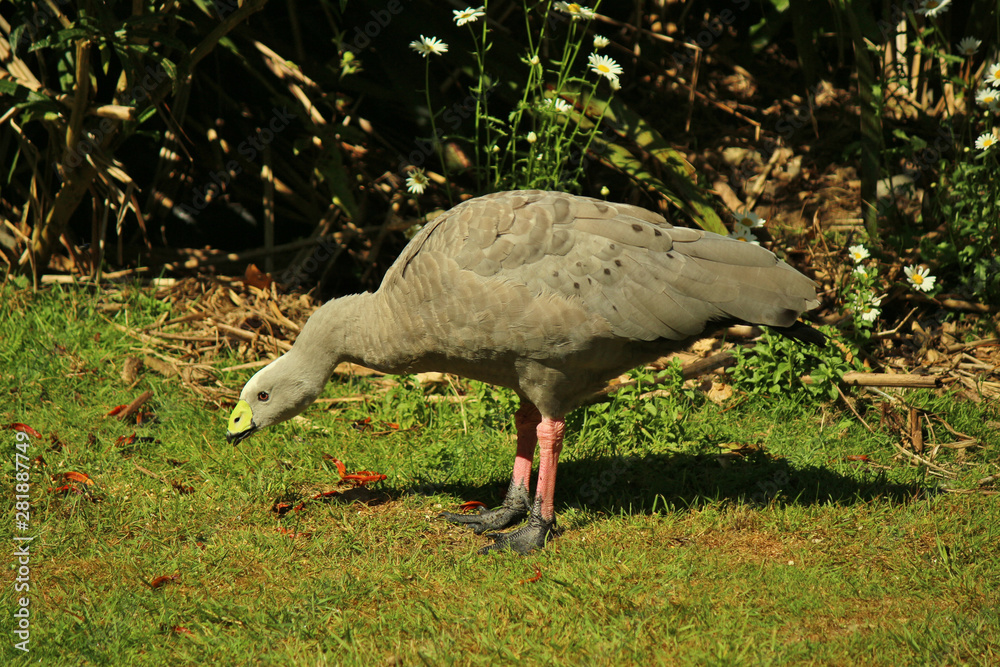 Obraz premium Cape Barren Goose in Australasia