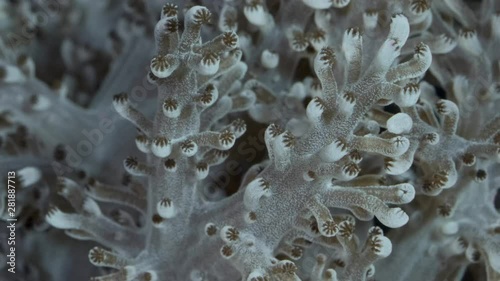 Close-up of polyps soft coral (Capnella sp). Super macro 2:1, 4K / 50fps, underwater shots photo