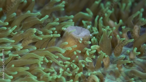 Close-up of polyps Short tentacle plate coral (Cycloseris tenuis). Super macro 2:1, underwater shot, 4K / 50fps, underwater shots photo