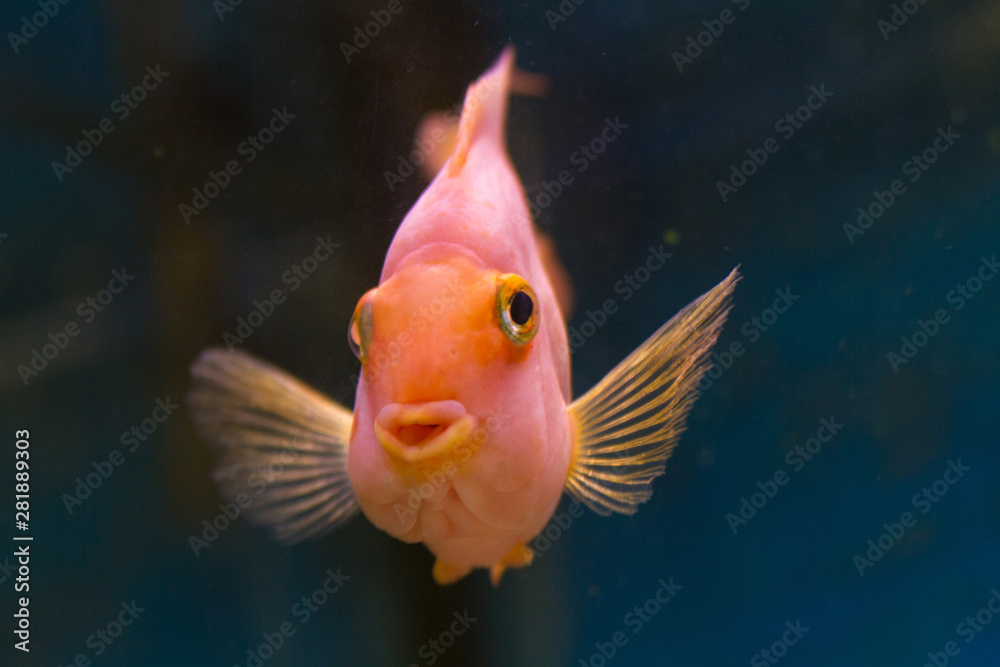 Fish in the aquarium Fish in the aquarium
