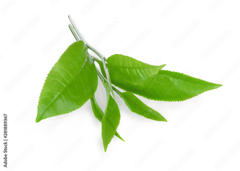 Obraz premium fresh green tea leaf isolated on white background