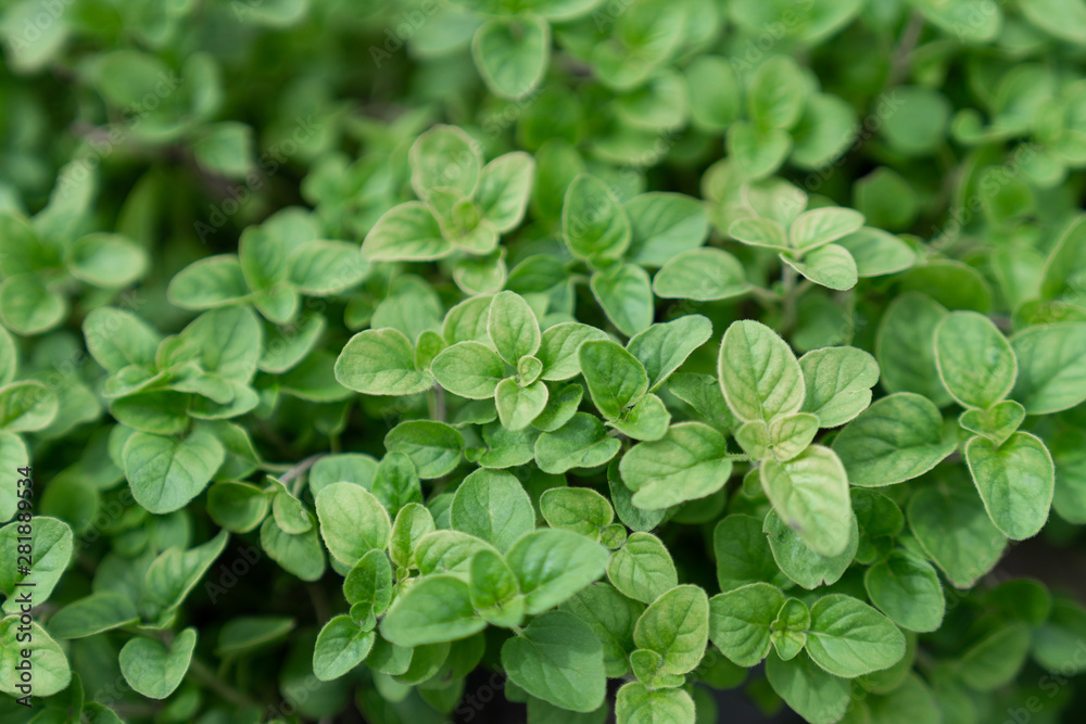High quality close up oregano bush on the background / food ingredient / nature and abstract concept / Close up leaf High quality close up oregano bush on the background / food ingredient / nature and abstract concept / Close up leaf