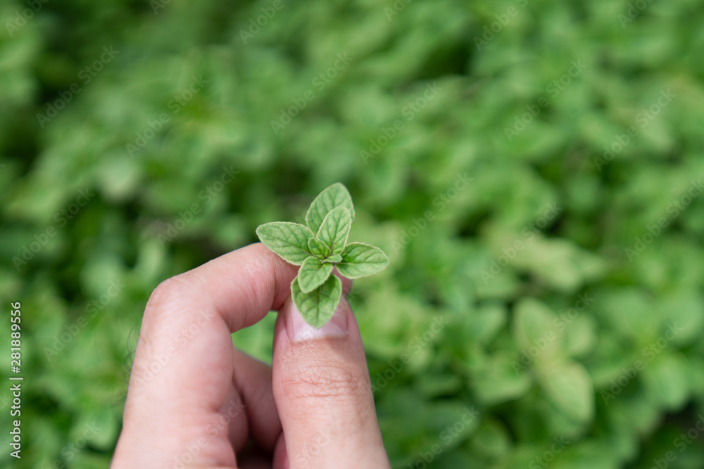 Close up oregano in hand with blurred oregano bush on the background / food ingredient / nature and abstract concept / Close up leaf Close up oregano in hand with blurred oregano bush on the background / food ingredient / nature and abstract concept / Close up leaf