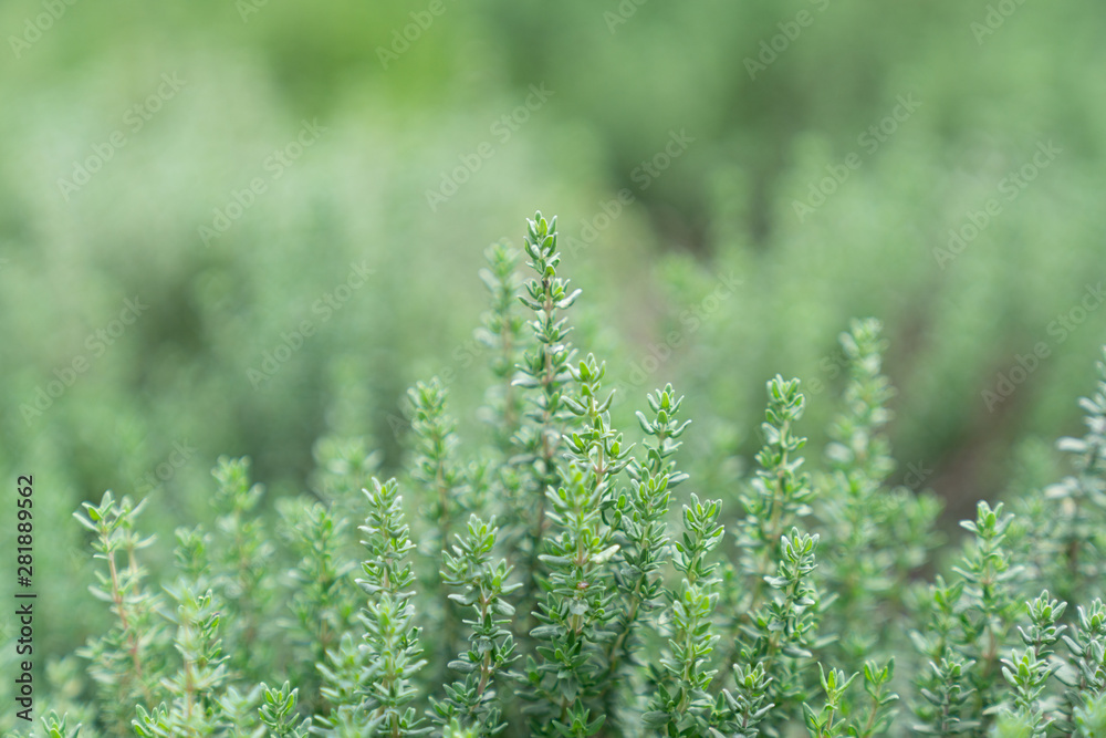 Close up thyme leaf in vertical aspect with blurred background / fresh concept /ingredient background / abstract concept Close up thyme leaf in vertical aspect with blurred background / fresh concept /ingredient background / abstract concept
