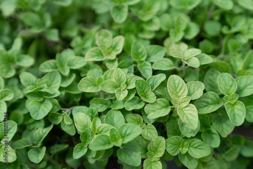 High quality close up oregano bush on the background / food ingredient / nature and abstract concept / Close up leaf