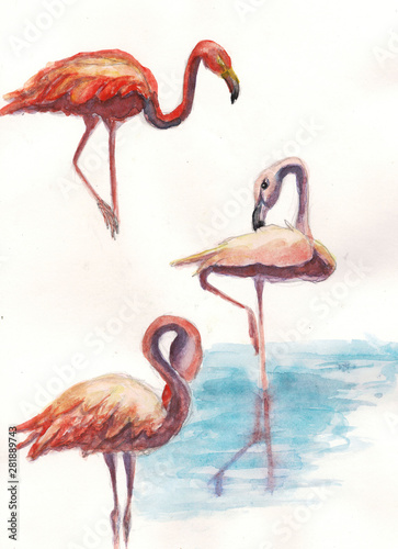 watercolor set hand drawn three bird flamingo