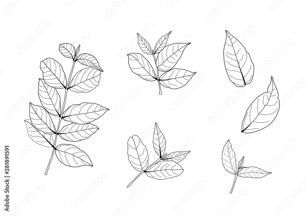 Leaves line single leaf and leaf pattern black Bring to color decorate on white background illustration vector