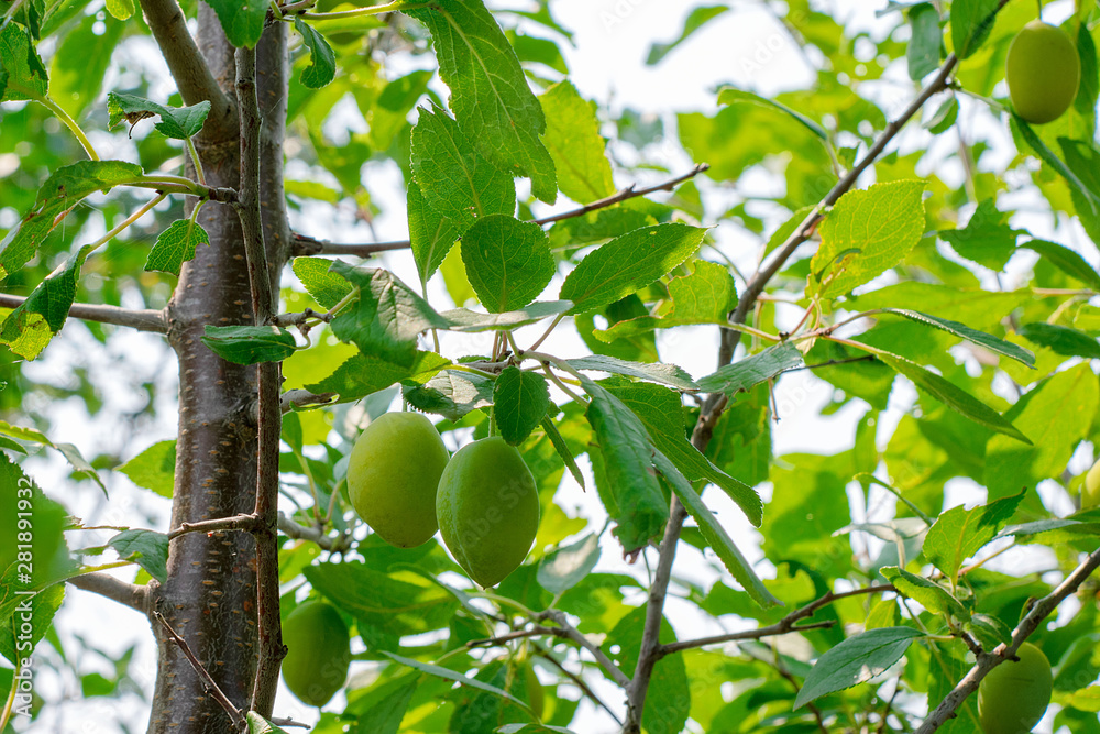 Green unripe apricots on a tree branch in a garden. Green unripe apricots on a tree branch in a garden.