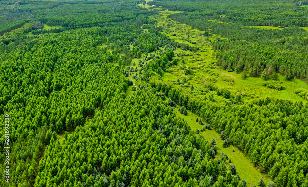 Aerial view of grass forest in mulan paddock