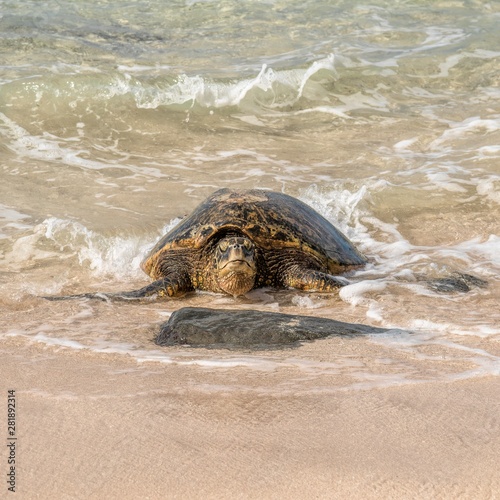 Green Sea Turtle on Beach-Hawaii