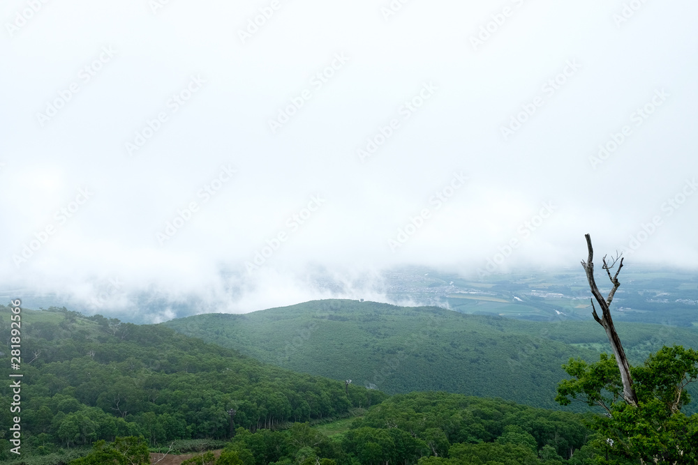 Lonely leafless tree branch in right side of the frame in tropical green forest ,misty covering on top of cityscape veiw,mountain range with perspective view on white isolated sky.