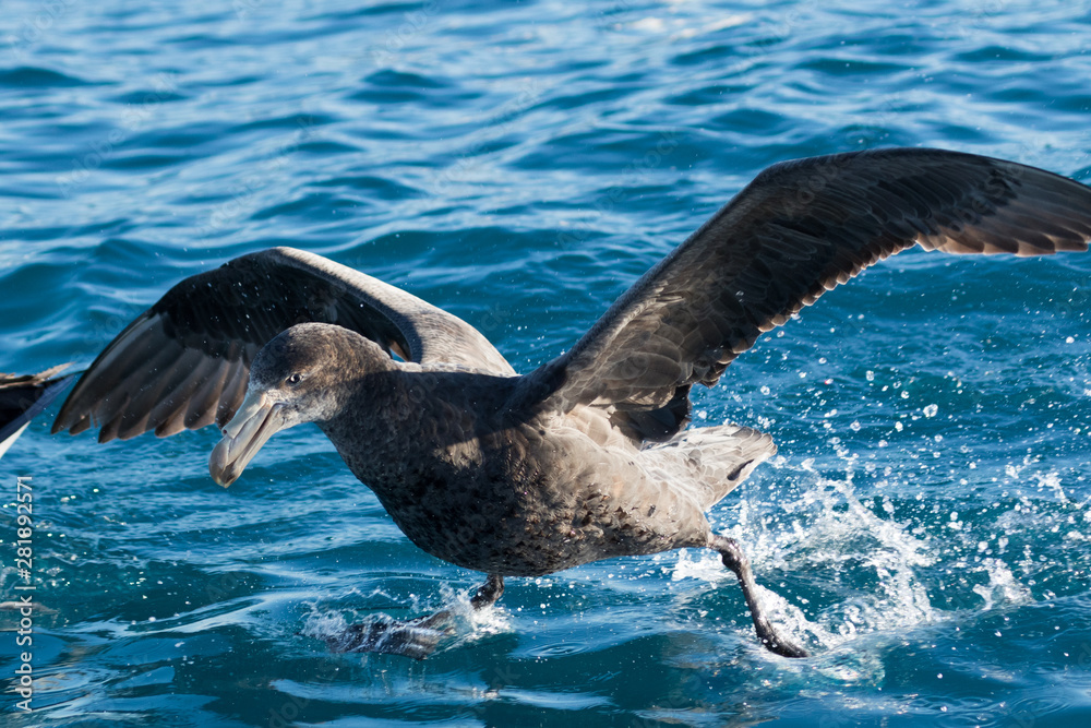 Fototapeta premium Northern Giant Petrel in Australasia