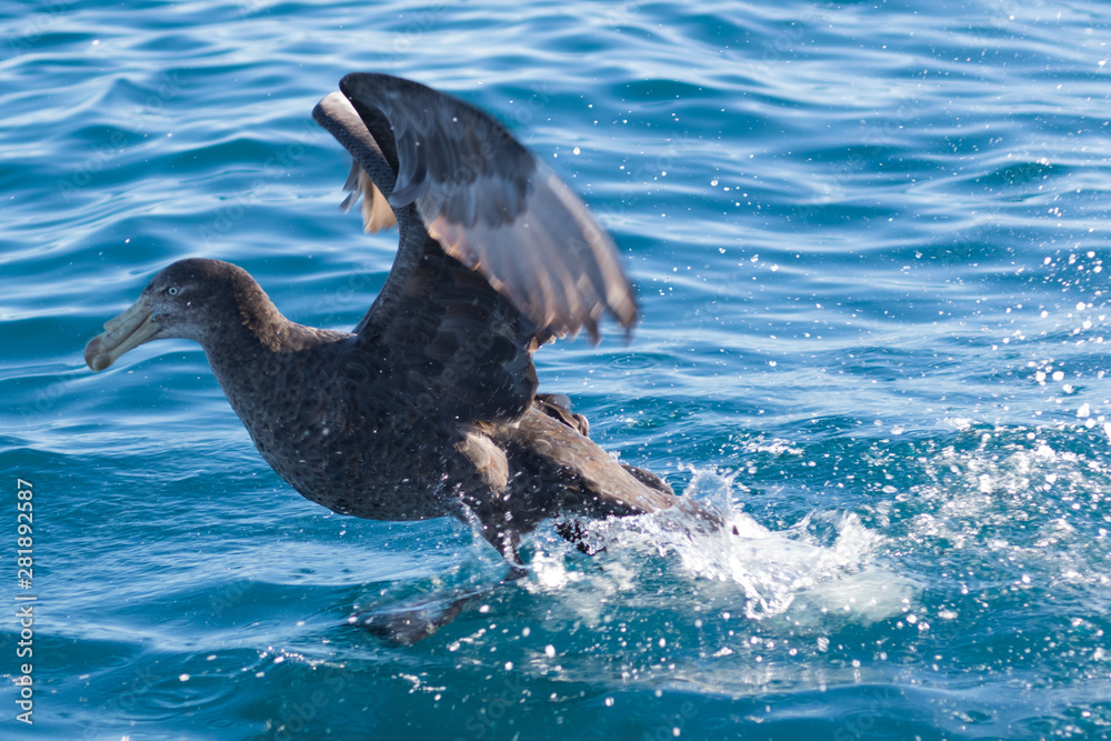 Obraz premium Northern Giant Petrel in Australasia