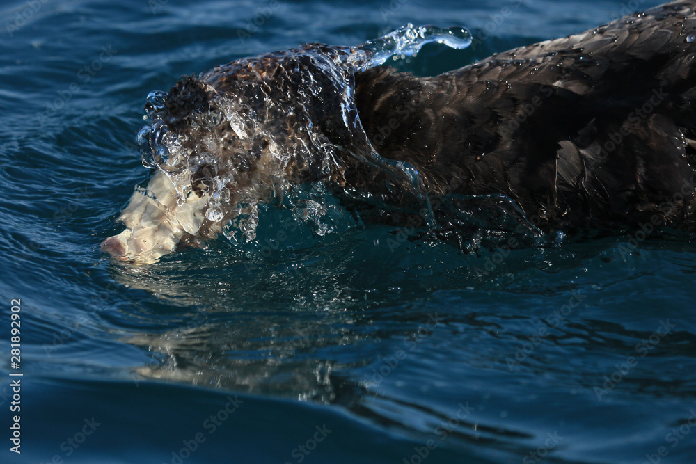 Obraz premium Northern Giant Petrel in Australasia