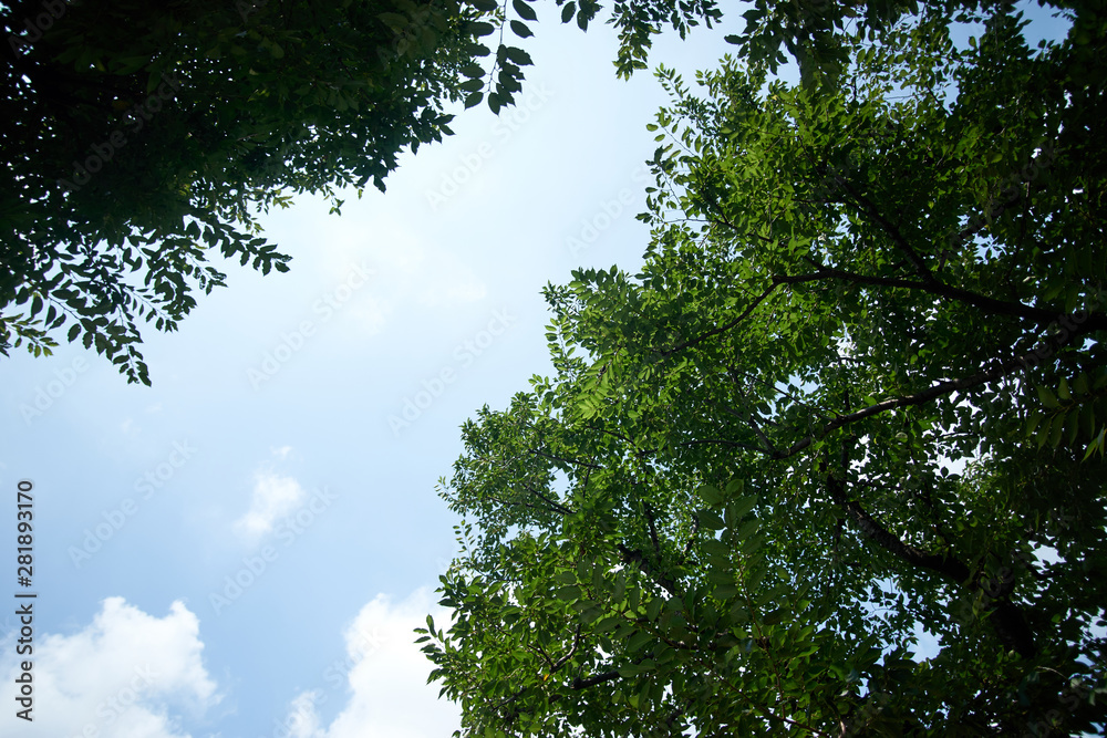 Fototapeta premium 桜の木・夏・快晴