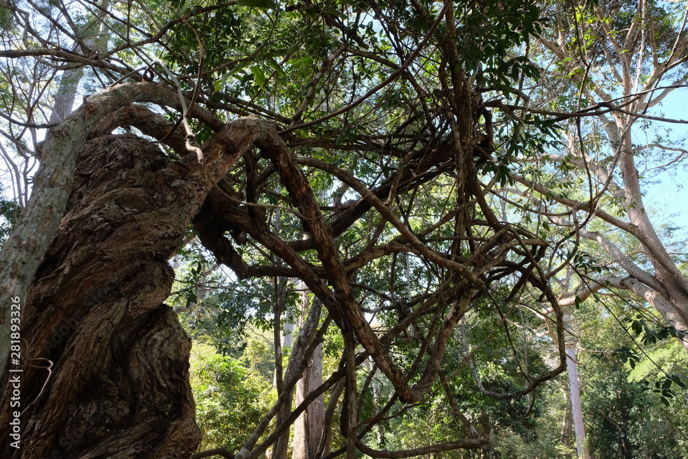 Fototapeta premium A tree with ugly, twisted branches. Creepy tropical plant with twisted branches. Liana.