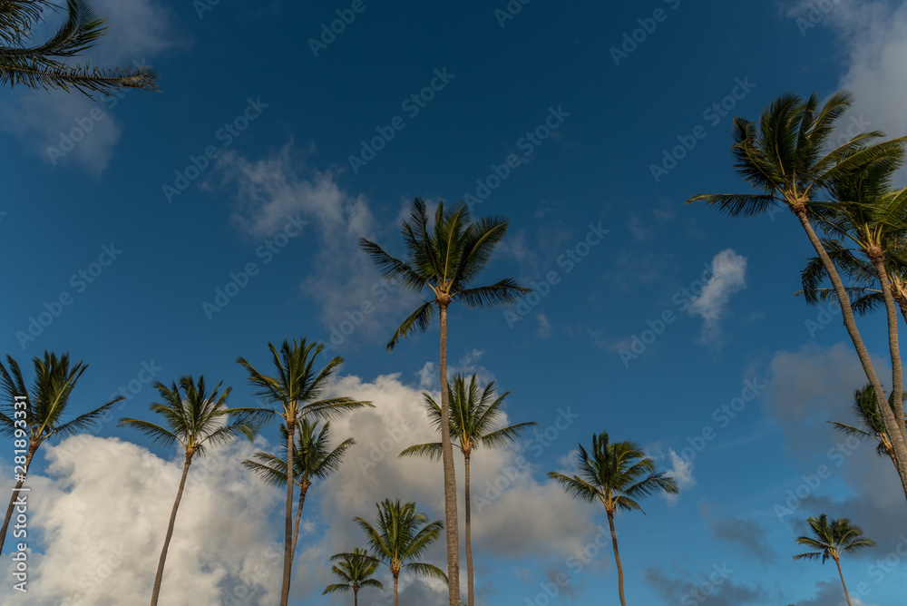 Obraz premium Hawaiin Palm Trees