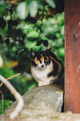 Photography I can see the life of Japanese wild cats