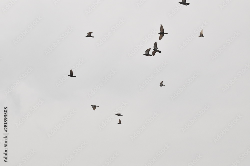 BEAUTIFUL PIGEONS ARE FLYING IN THE SKY BEAUTIFUL PIGEONS ARE FLYING IN THE SKY