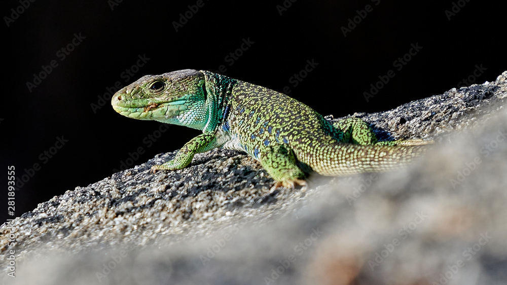 Ocellated lizard Timon lepidus