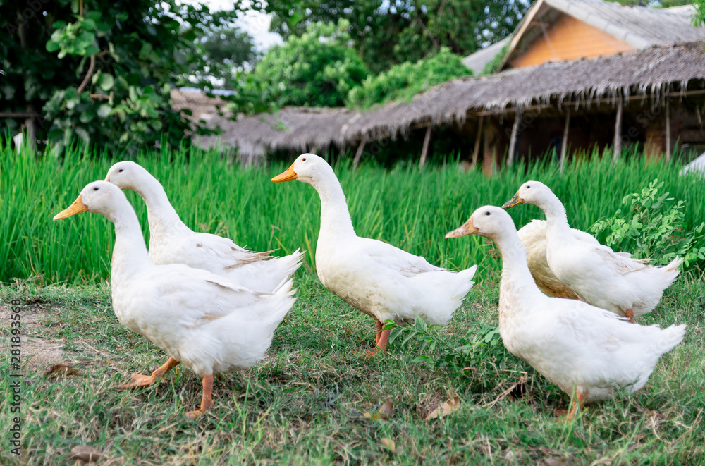 ducks many white a rice field background ducks many white a rice field background