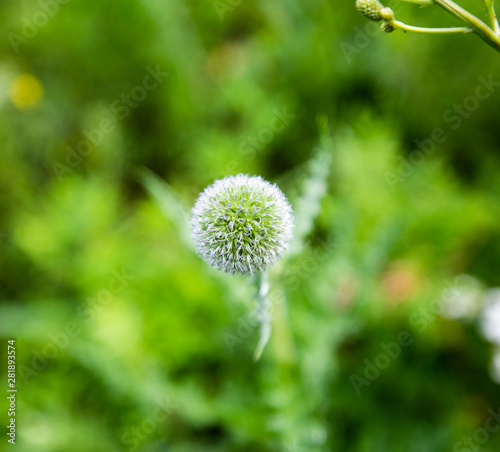 Spherical flower in Mulan grassland