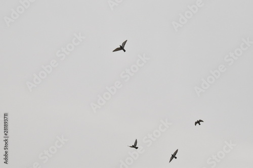 BEAUTIFUL PIGEONS ARE FLYING IN THE SKY