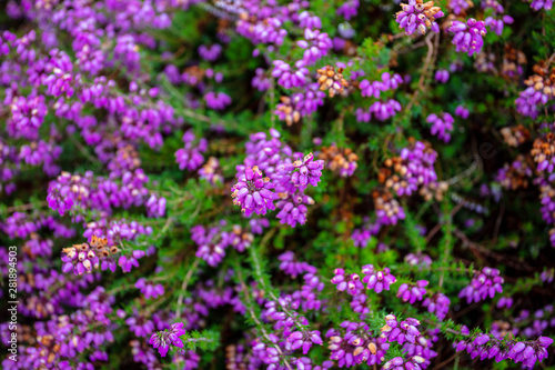 The Wonderful Purple Heather Flowers