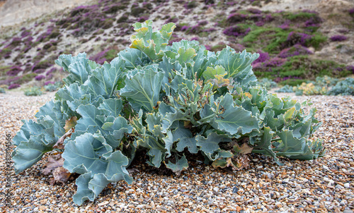 sea Kale on The Beach