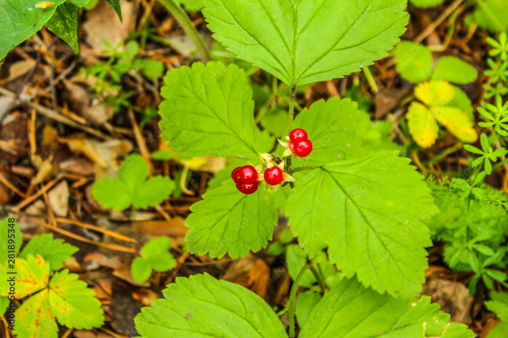 berries on bush berries on bush