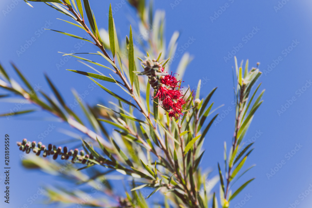 Obraz premium callistemon plant also called bottle brush tree with red flowers shot at shallow depth of field
